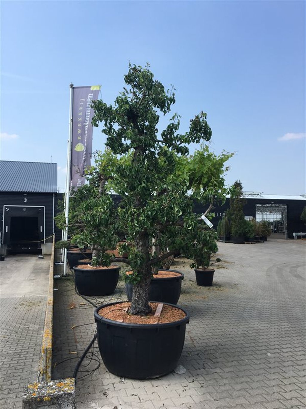 Päron – Pyrus communis 'Doyenné du Comice' - C500 Zeer oudestam